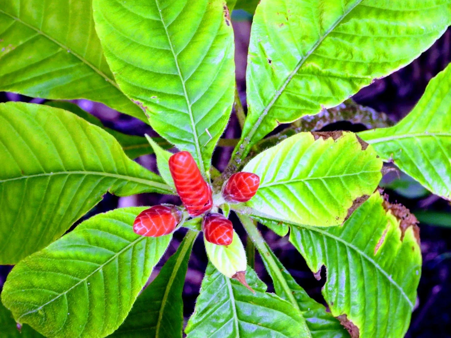 Tropical Botanic Garden by MychaelX.photos  27.JPG