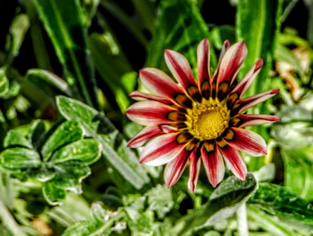 Tropical Botanic Garden by MychaelX.photos  160.JPG