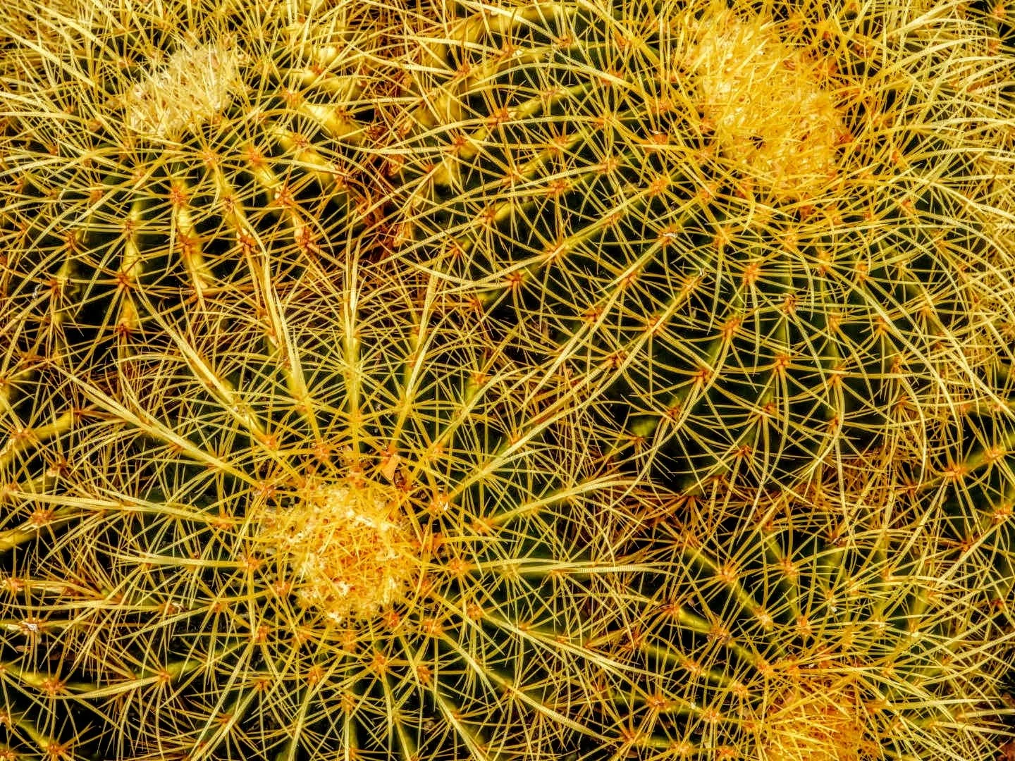 Desert Botanical Garden by MychaelX.photos  0000024.JPG