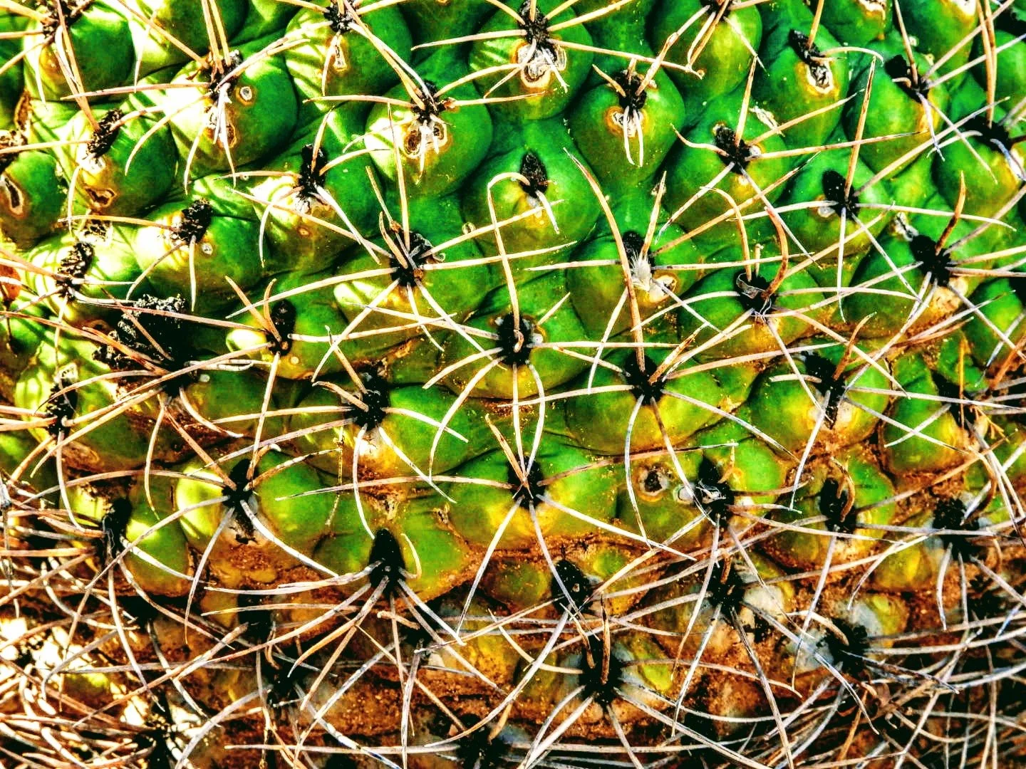 Desert Botanical Garden Phoenix Arizona by MychaelX.p6otos 0015146.JPG