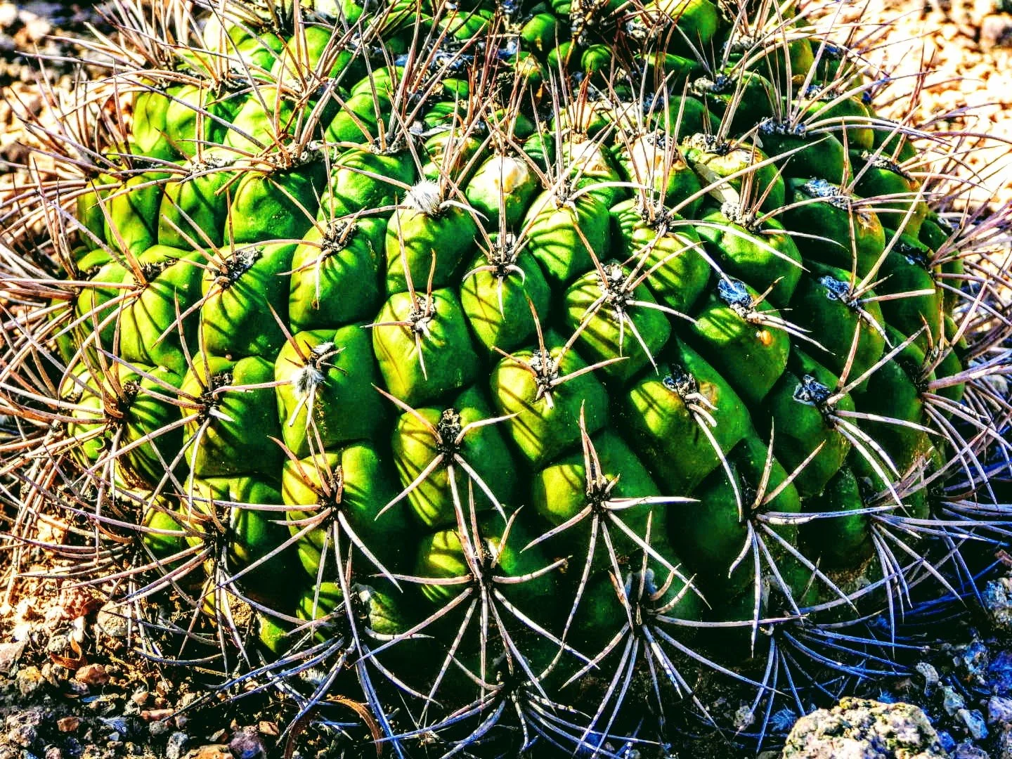 Desert Botanical Garden Phoenix Arizona by MychaelX.p6otos 0015158.JPG