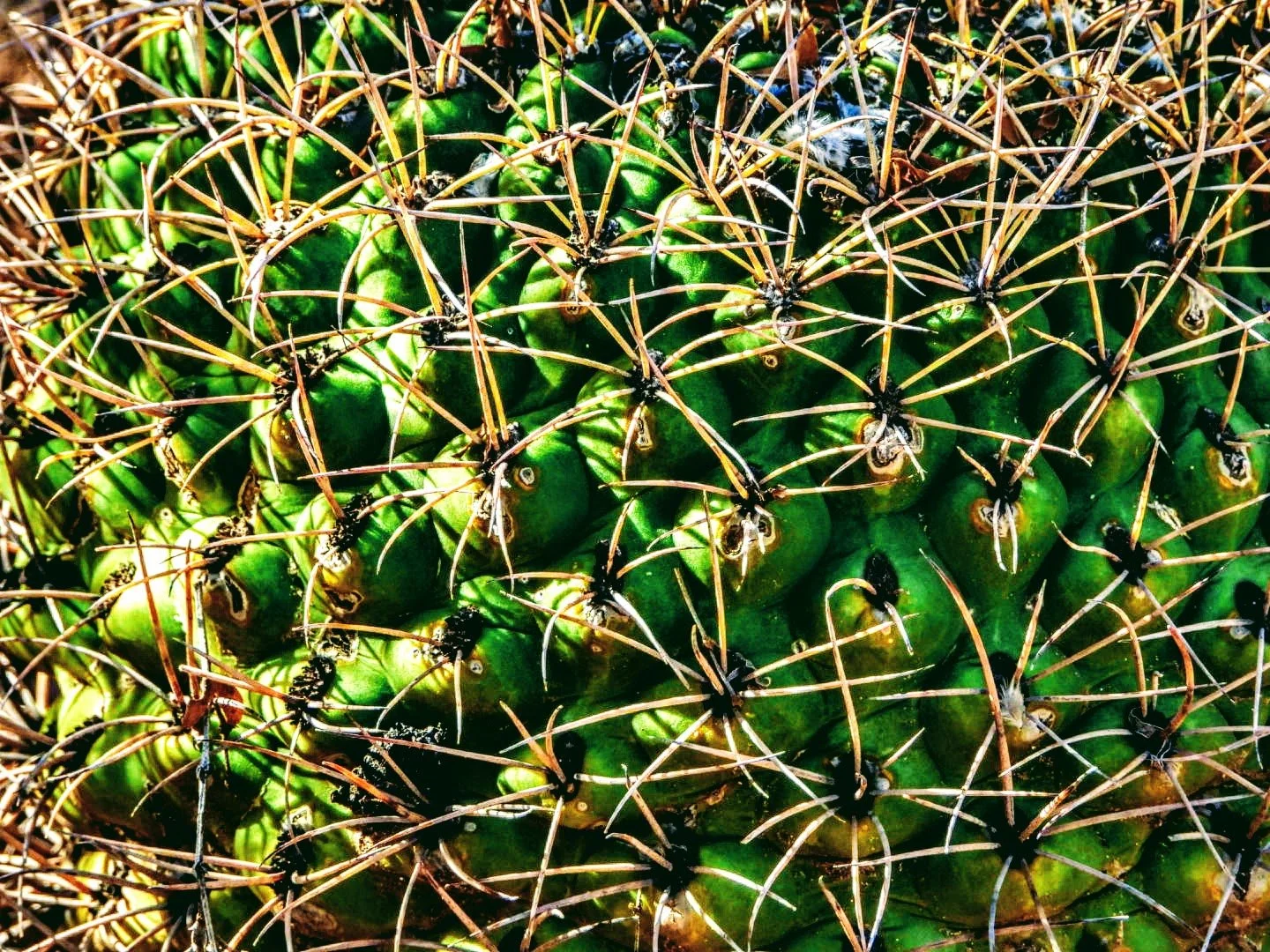 Desert Botanical Garden Phoenix Arizona by MychaelX.p6otos 0015142.JPG