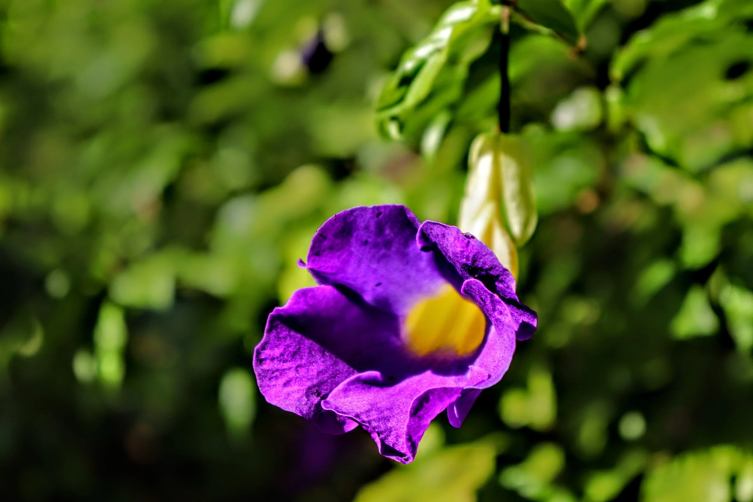 Tropical Botanic Garden by MychaelX.photos  96.JPG