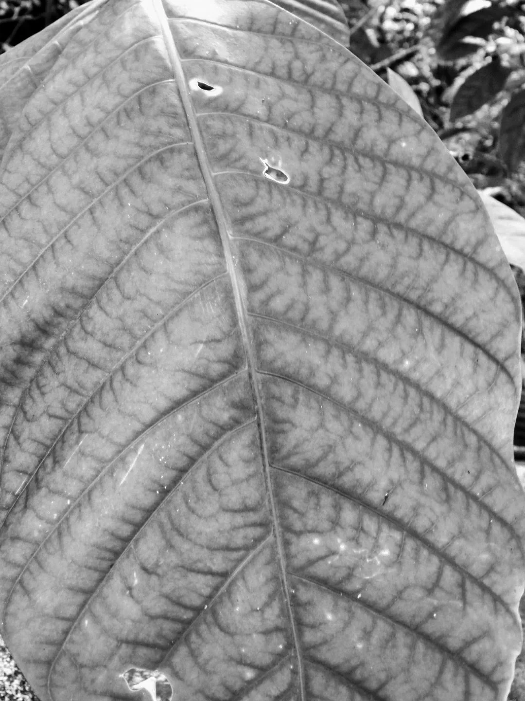 Botanical Garden in Black & White by MychaelX.photos 00020bw.JPG