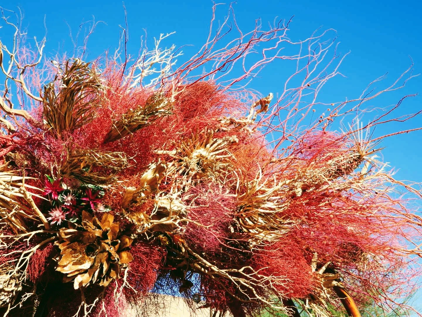 Desert Botanical Garden Phoenix Arizona by MychaelX.p6otos 0014884.JPG