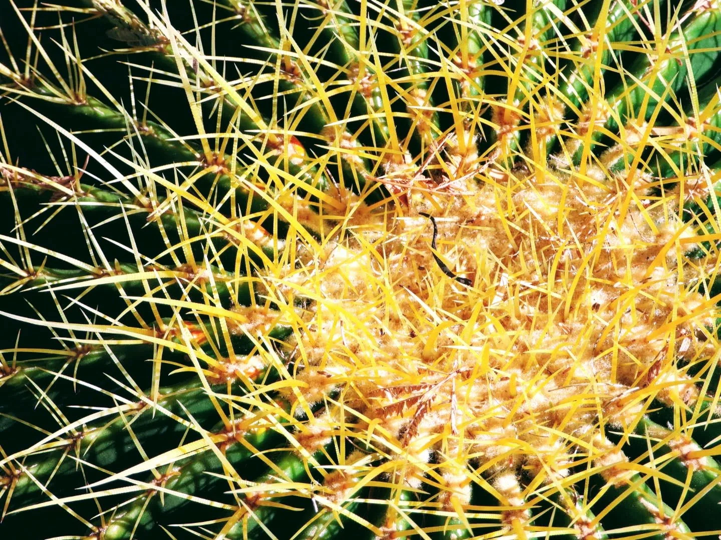 Desert Botanical Garden Phoenix Arizona by MychaelX.p6otos 0014904.JPG