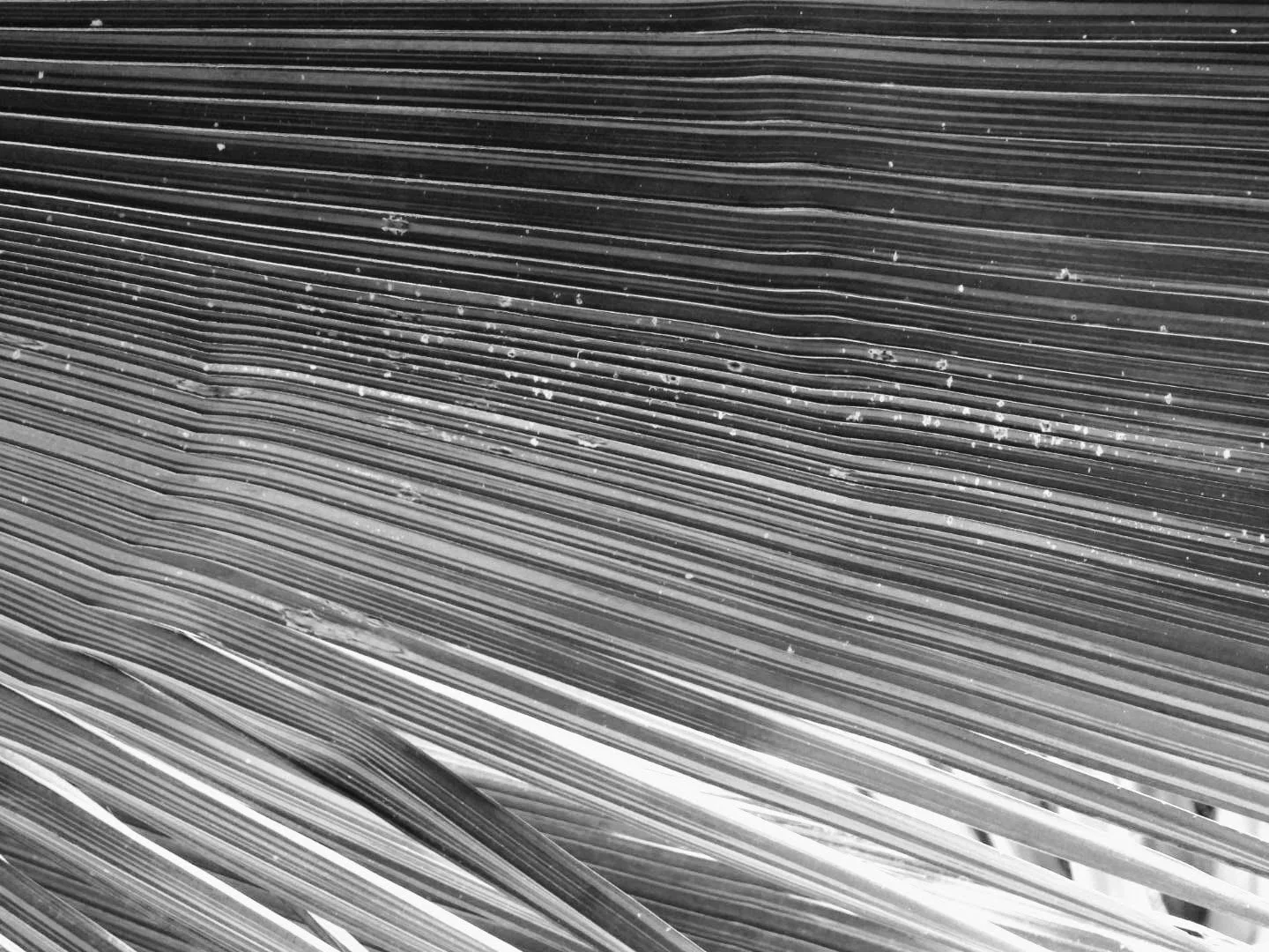 Botanical Garden in Black & White by MychaelX.photos 00046bw.JPG