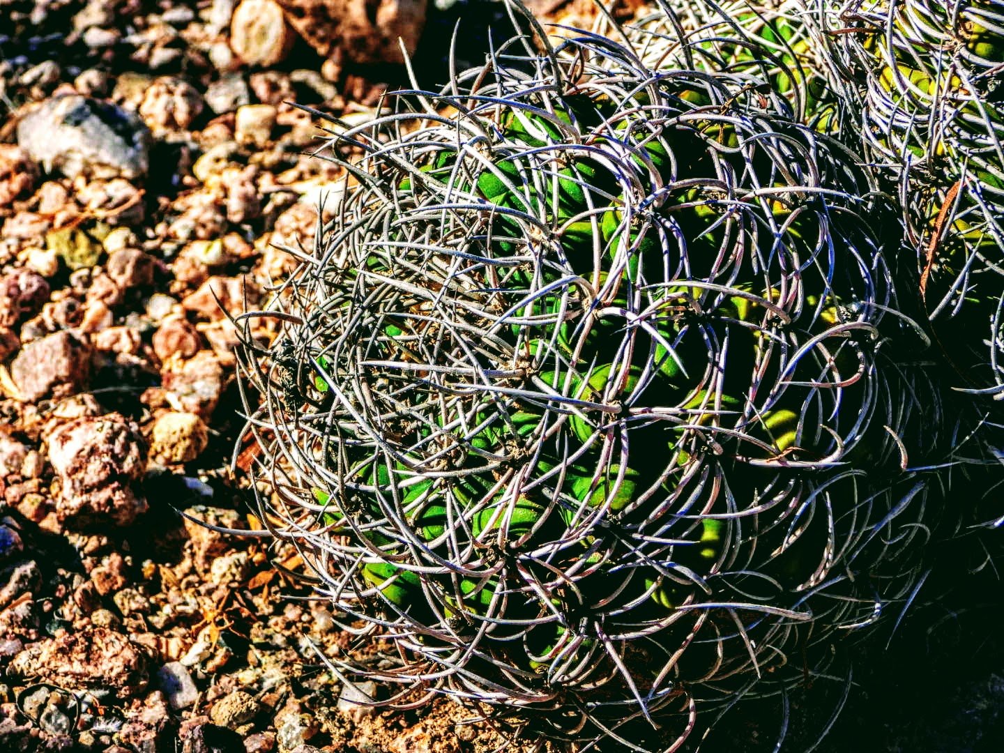 Desert Botanical Garden Phoenix Arizona by MychaelX.p6otos 0015170.JPG