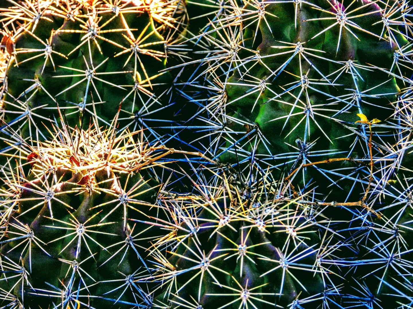 Desert Botanical Garden Phoenix Arizona by MychaelX.p6otos 0015248.JPG