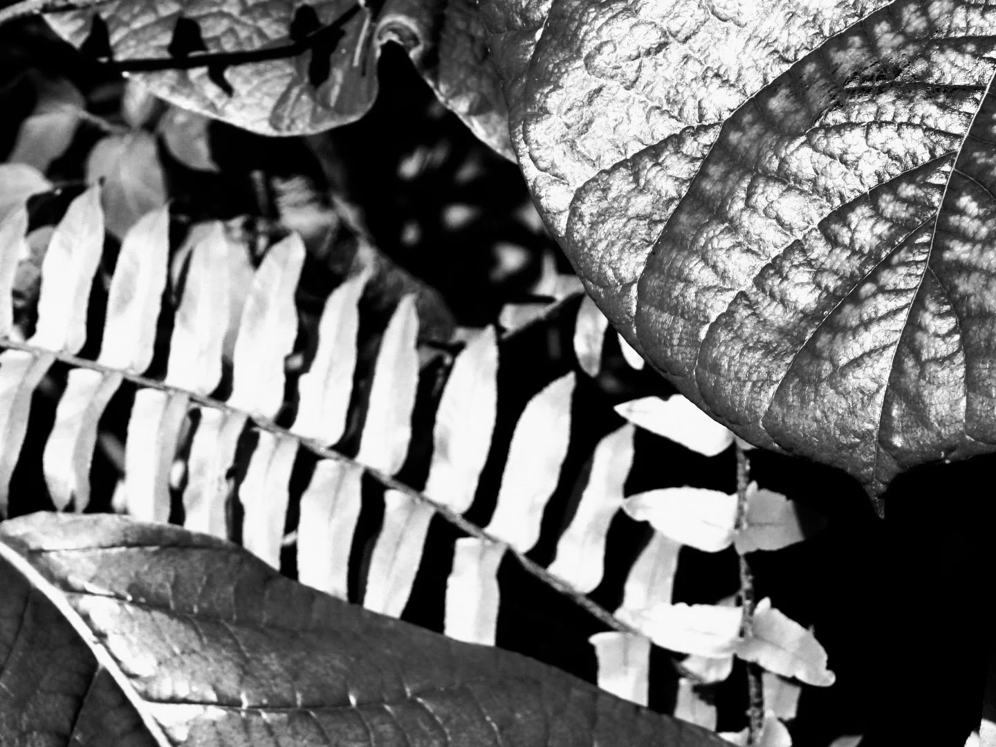 Botanical Garden in Black & White by MychaelX.photos 00105bw.JPG