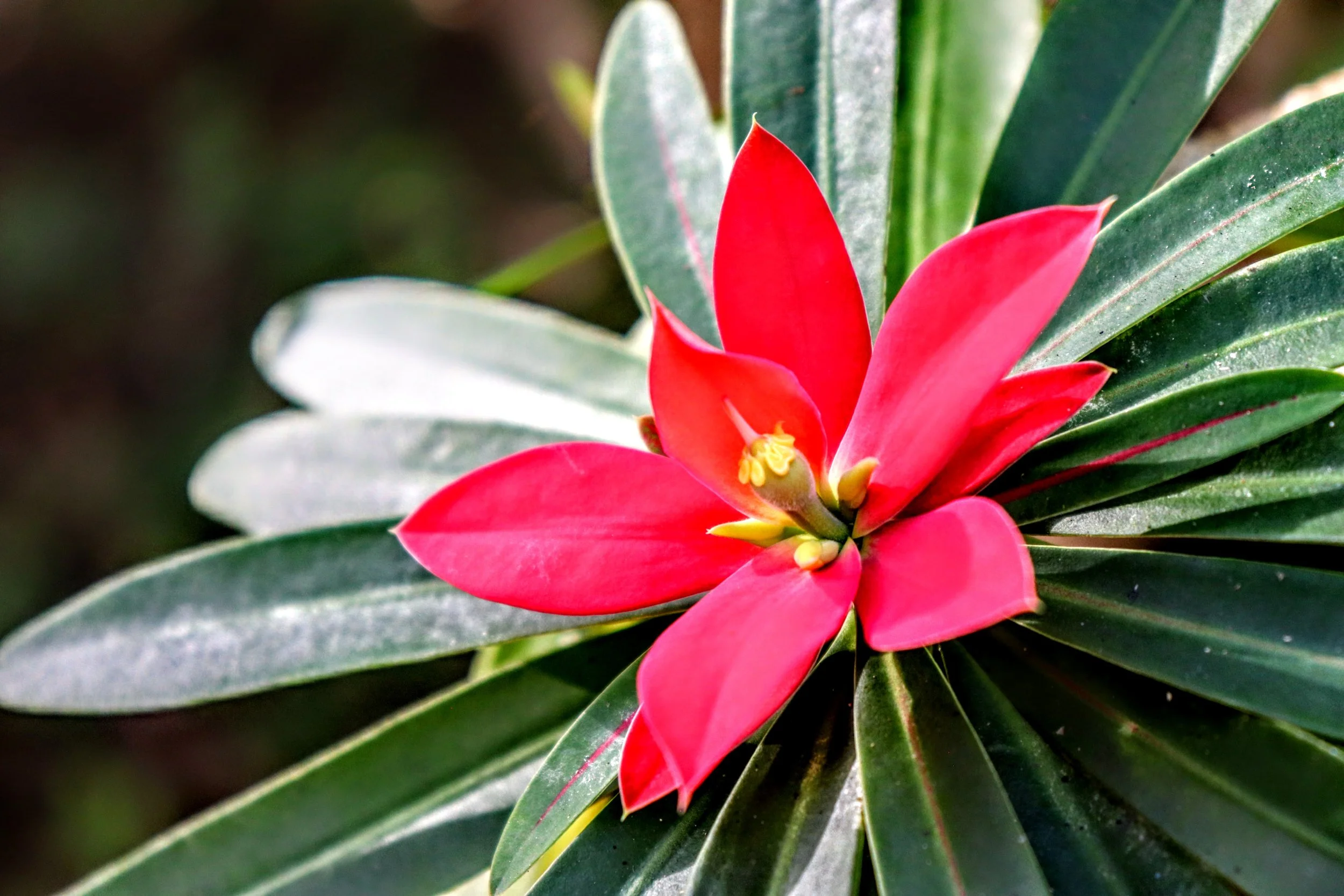 Tropical Botanic Garden by MychaelX.photos  122.JPG