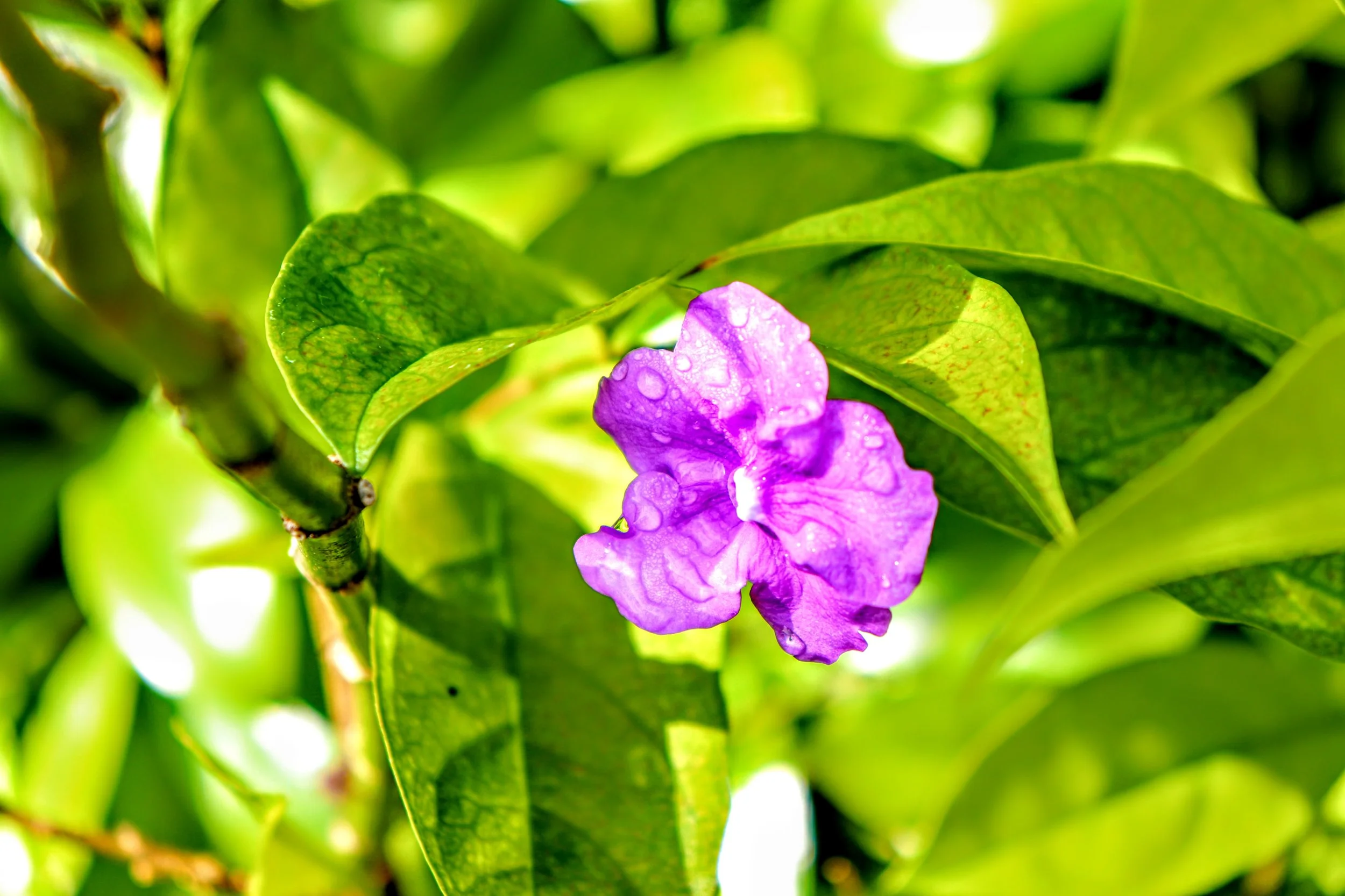 Tropical Botanic Garden by MychaelX.photos  167.JPG