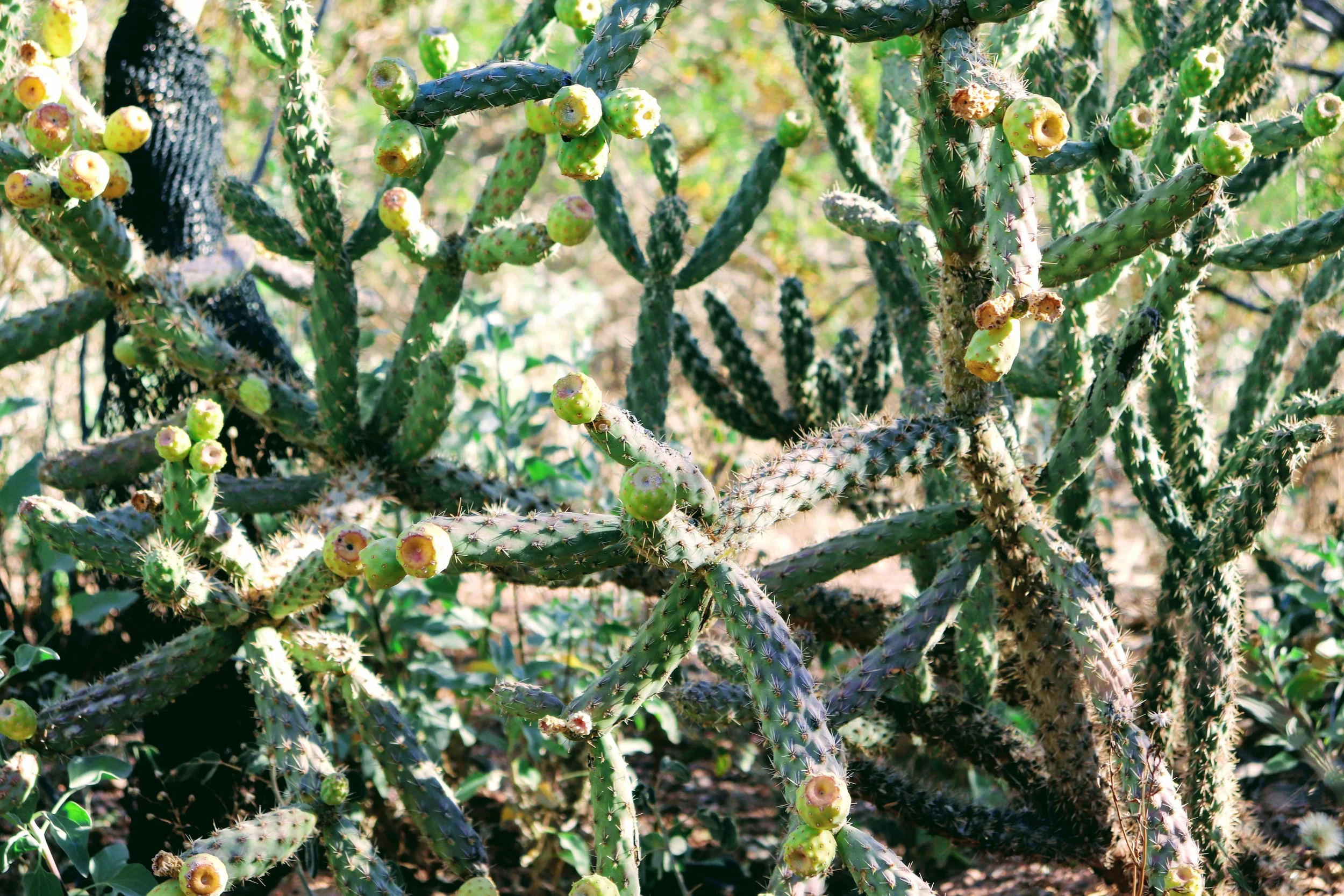 Desert Botanical Garden Phoenix Arizona by MychaelX.p6otos 021346.JPG