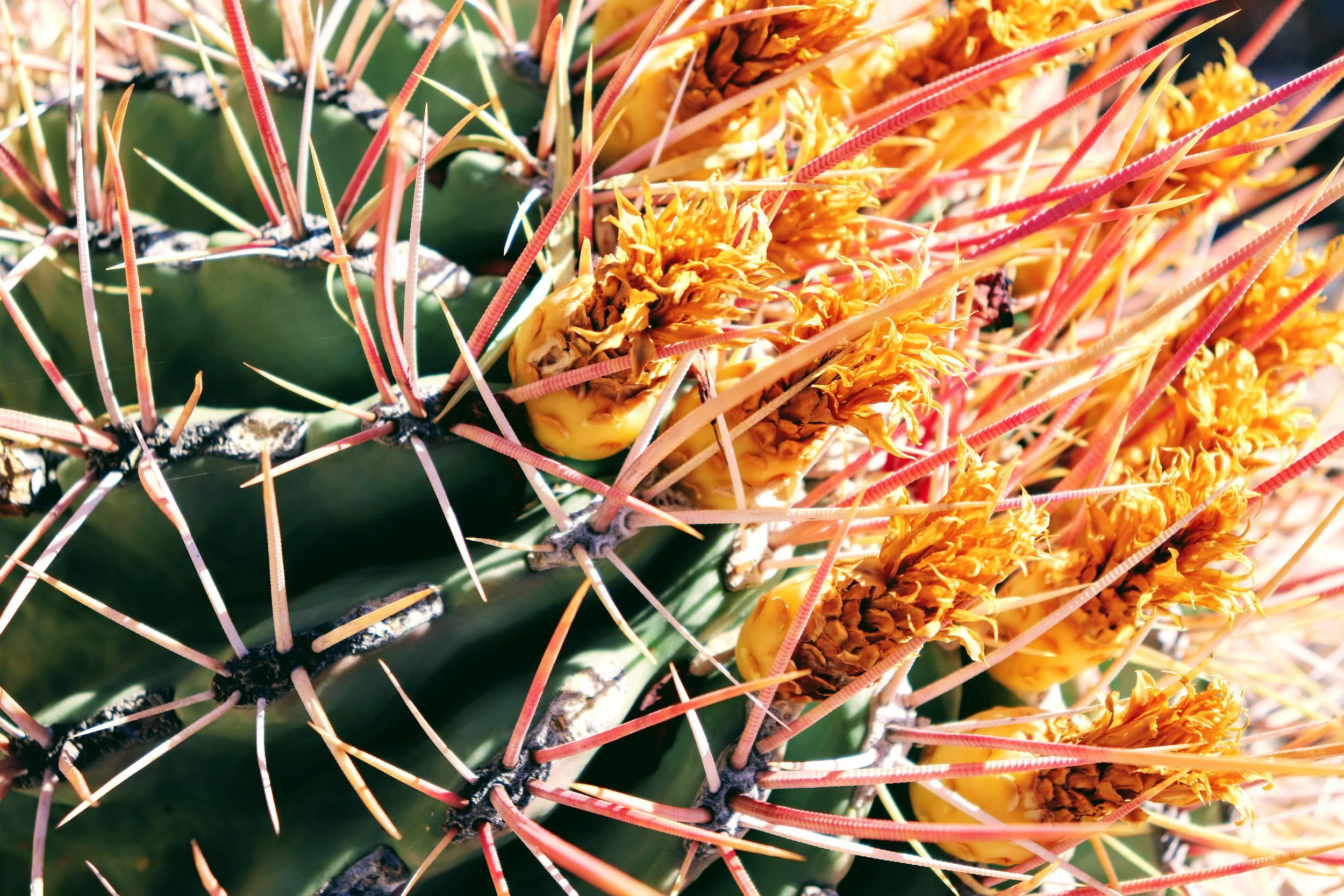 Desert Botanical Garden Phoenix Arizona by MychaelX.p6otos 021828.JPG