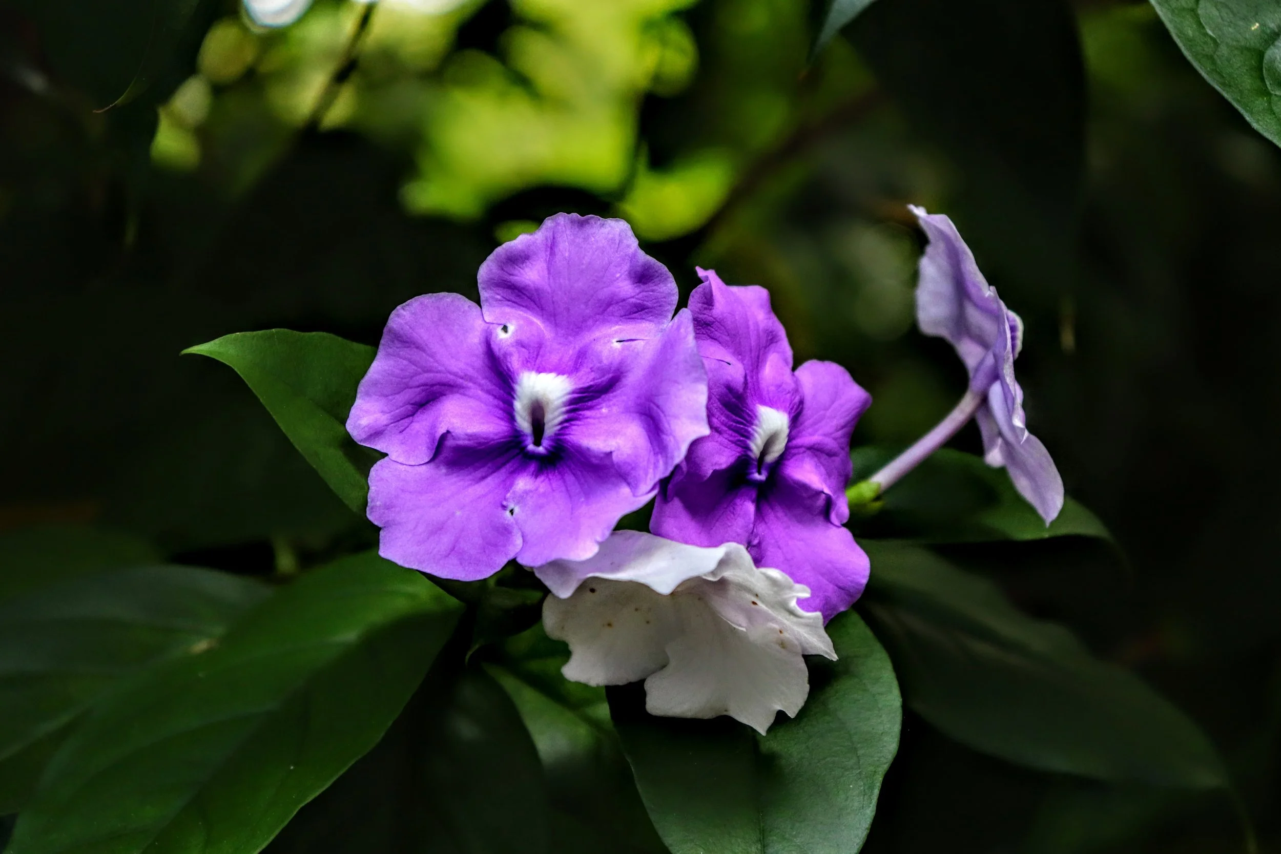 Tropical Botanic Garden by MychaelX.photos  12.JPG