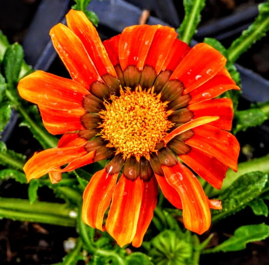 DESERT BOTANICAL GARDEN BY MYCHAELX.PHOTOS  010038.JPG