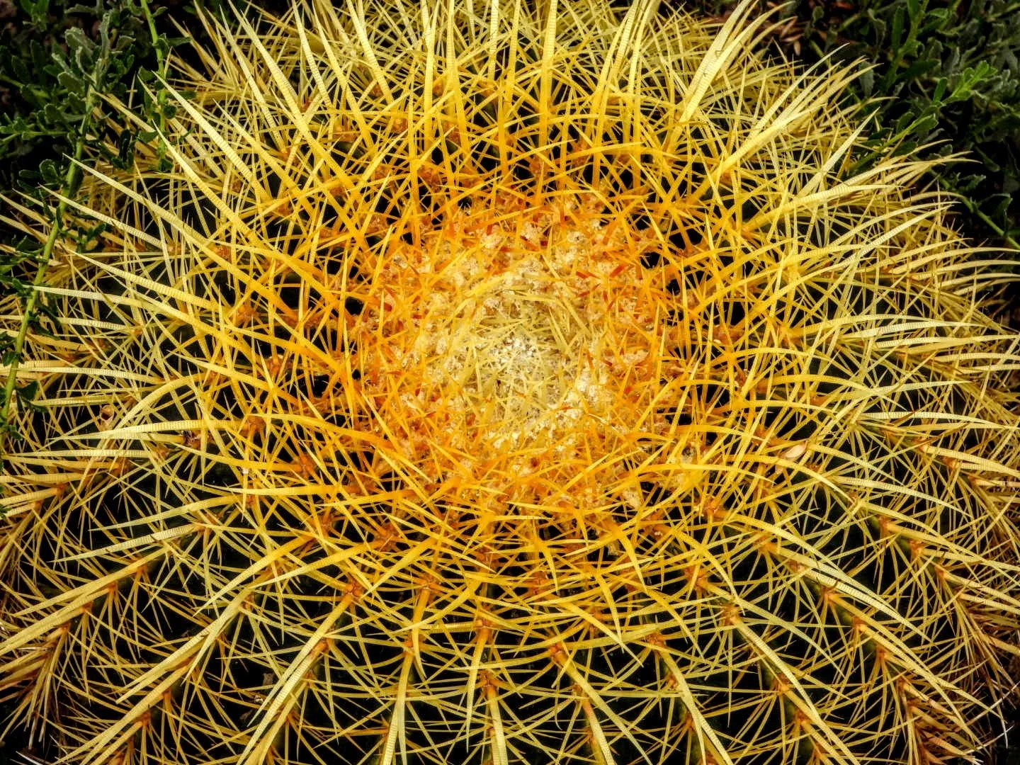 Desert Botanical Garden by MychaelX.photos  0000013.JPG