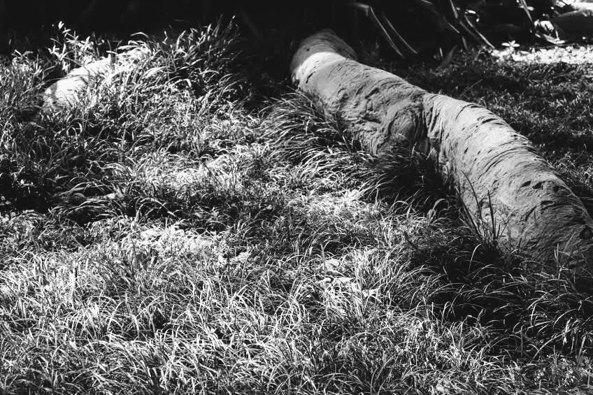 Fairchild Tropical Botanic Garden Miami Florida by Mychael X.photos 00007bw.JPG