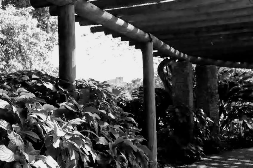 Fairchild Tropical Botanic Garden Miami Florida by Mychael X.photos 00008bw.JPG