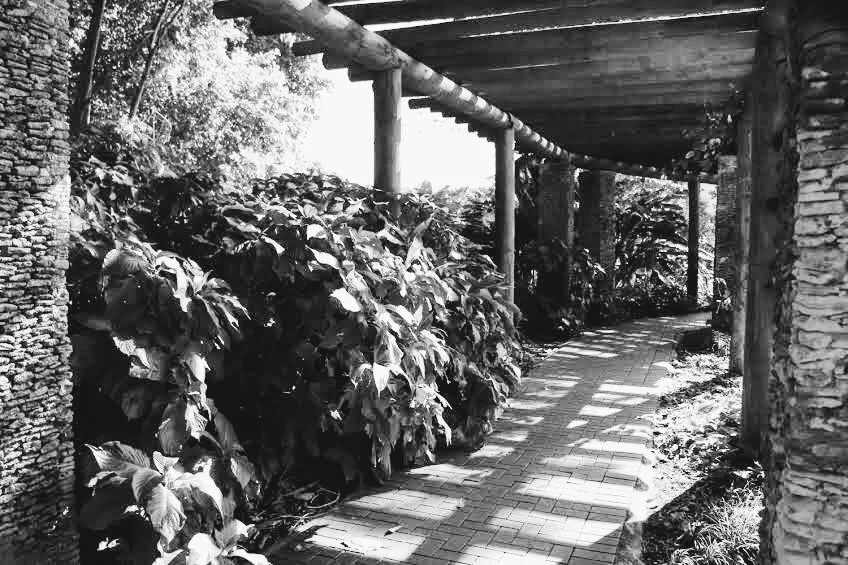 Fairchild Tropical Botanic Garden Miami Florida by Mychael X.photos 00012bw.JPG
