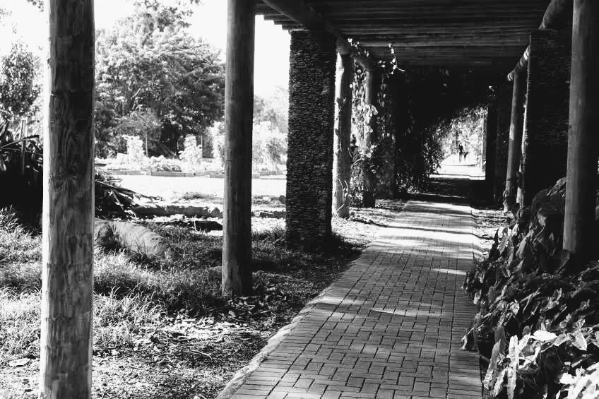 Fairchild Tropical Botanic Garden Miami Florida by Mychael X.photos 00014bw.JPG