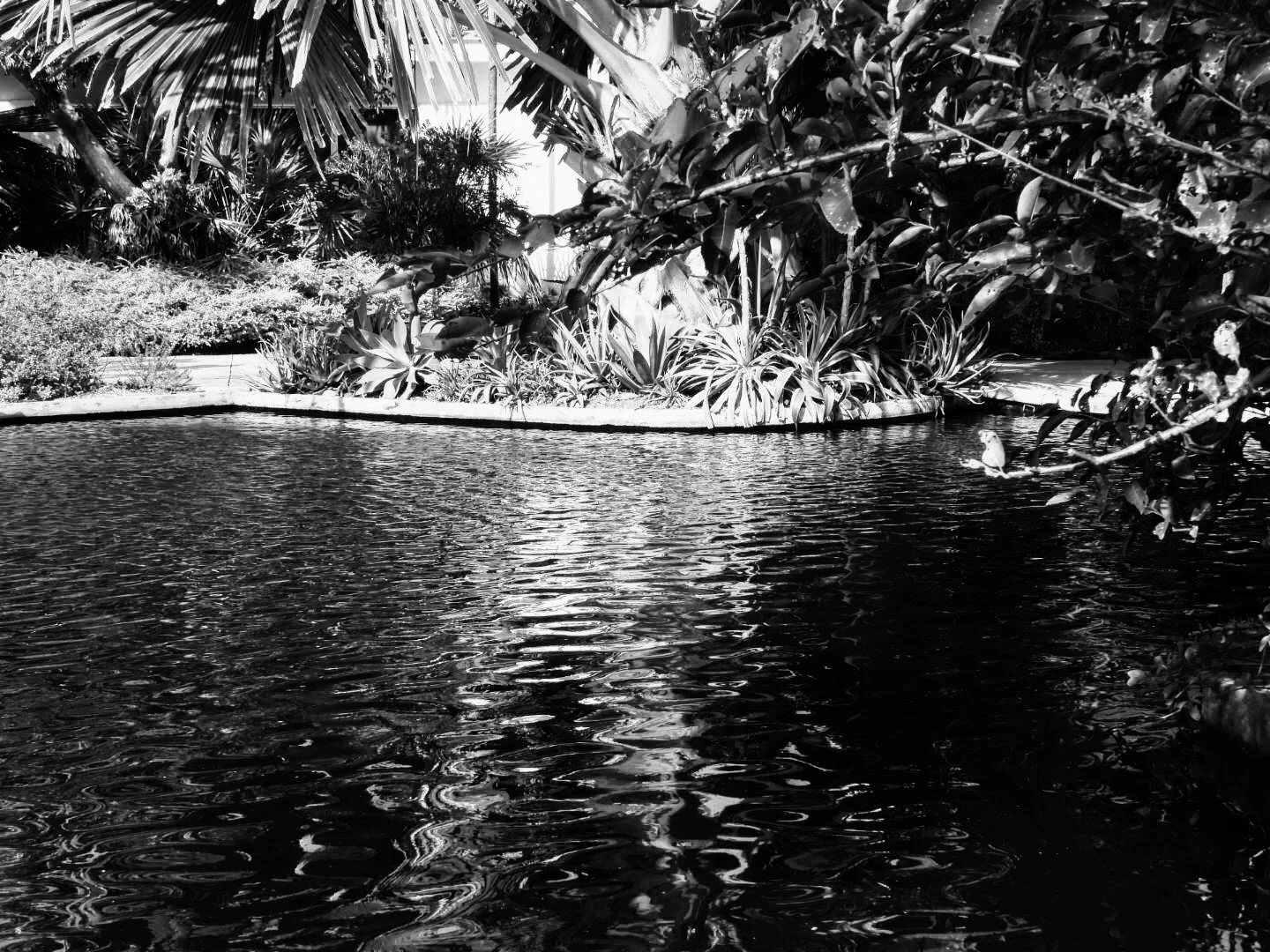 Miami Beach Botanical Garden Florida by Mychael X.photos 0009bw.JPG