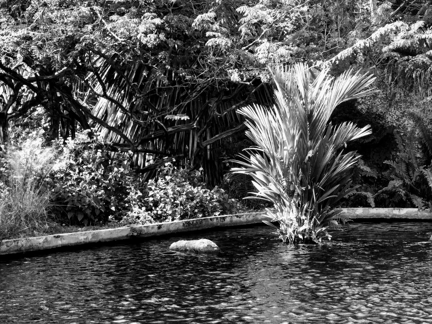 Miami Beach Botanical Garden Florida by Mychael X.photos 0010bw.JPG