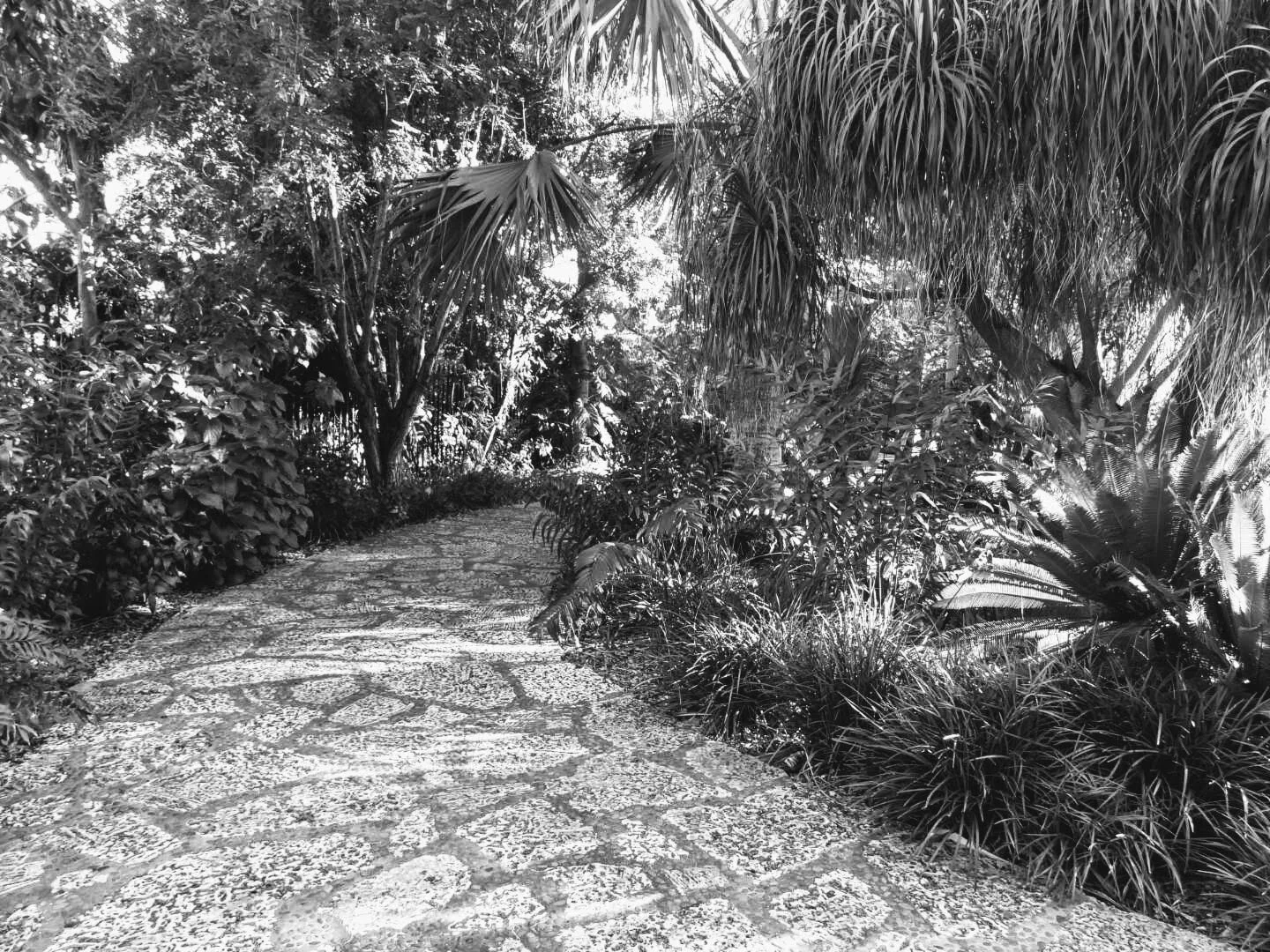 Miami Beach Botanical Garden Florida by Mychael X.photos 0011bw.JPG