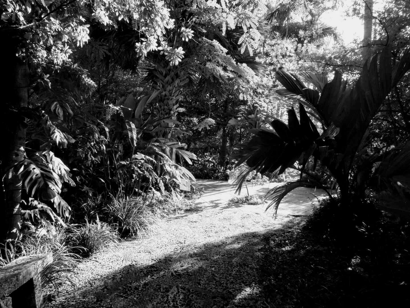 Miami Beach Botanical Garden Florida by Mychael X.photos 0014bw.JPG