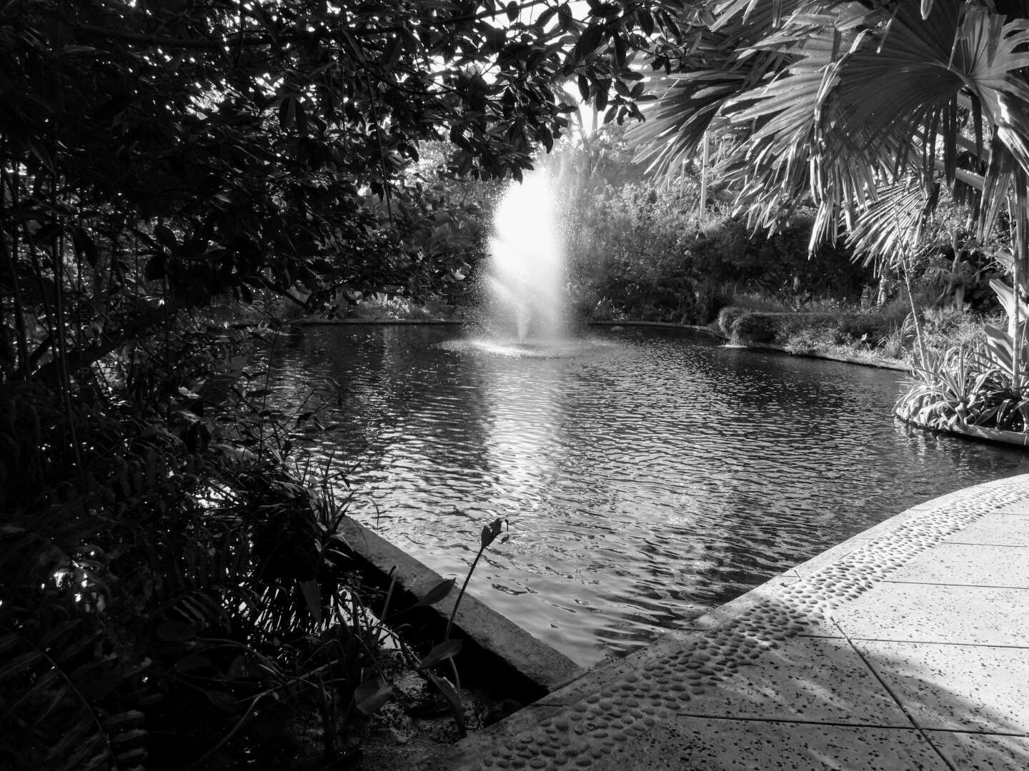 Miami Beach Botanical Garden Florida by Mychael X.photos 0015bw.JPG