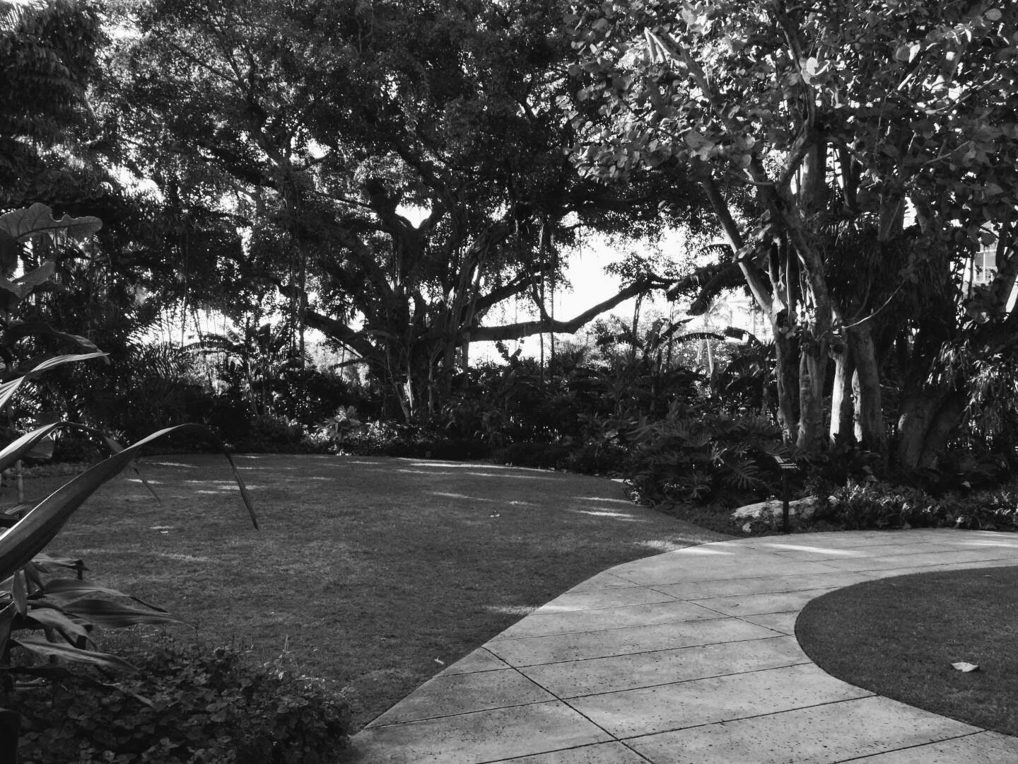 Miami Beach Botanical Garden Florida by Mychael X.photos 0019bw.JPG