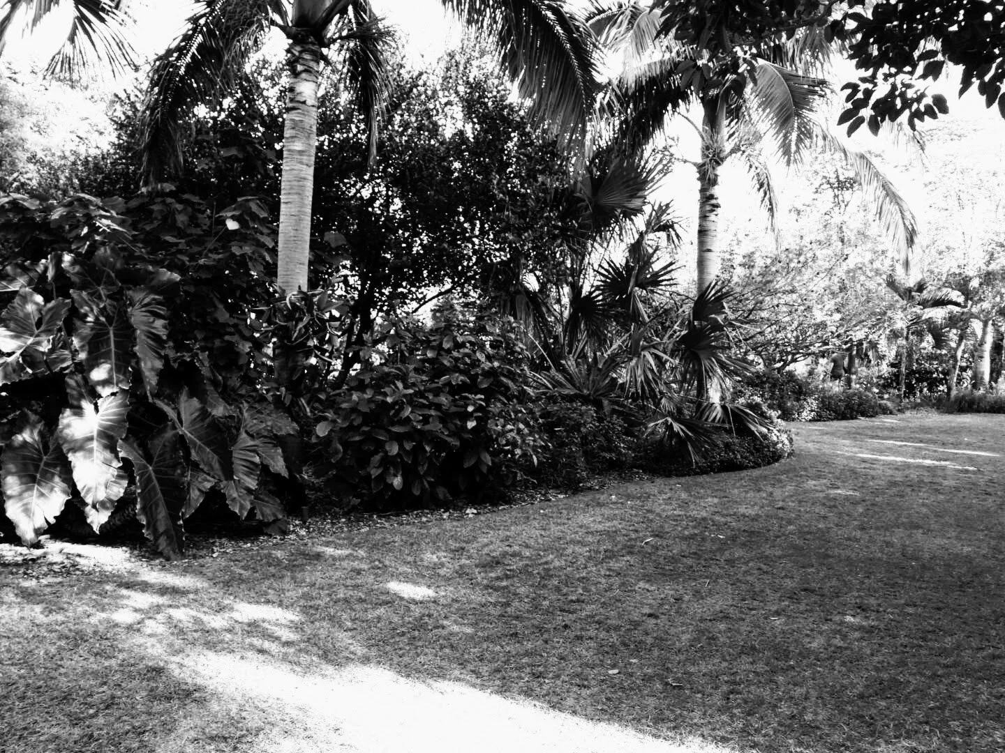 Miami Beach Botanical Garden Florida by Mychael X.photos 0021bw.JPG