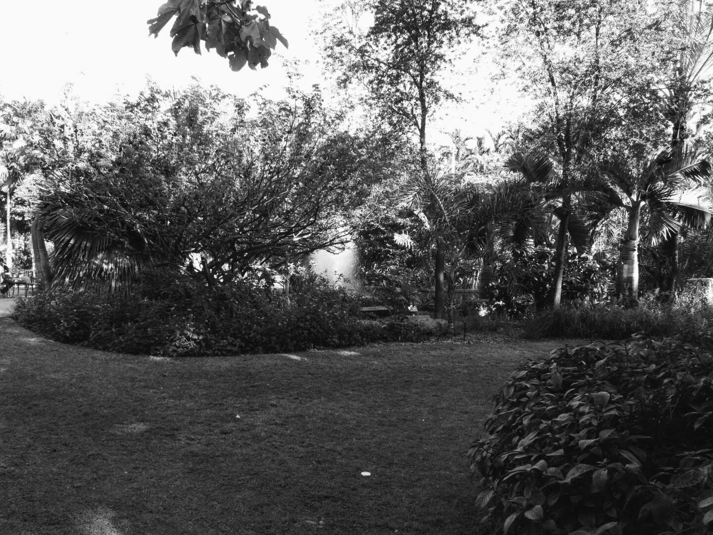 Miami Beach Botanical Garden Florida by Mychael X.photos 0022bw.JPG