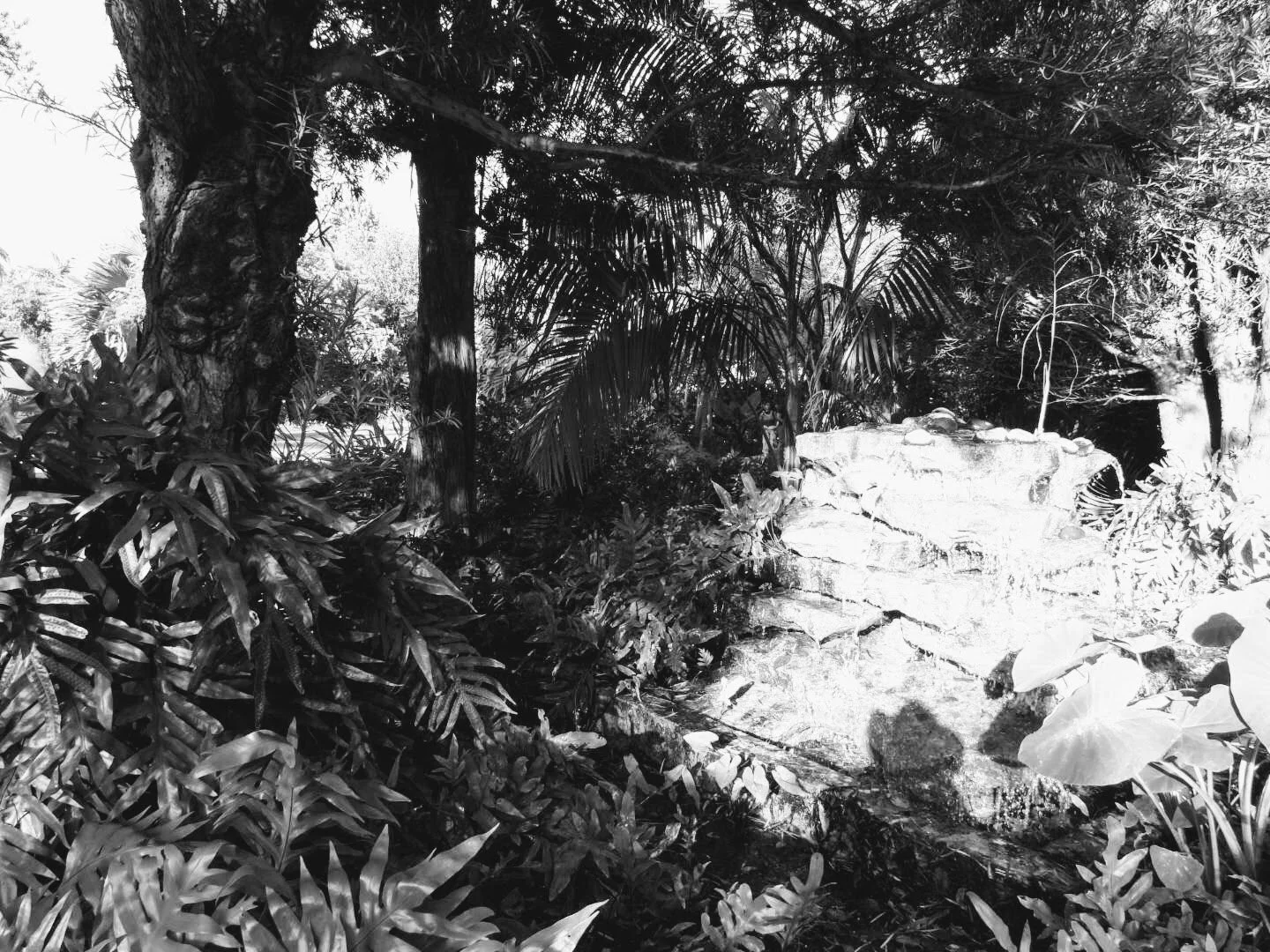 Miami Beach Botanical Garden Florida by Mychael X.photos 0024bw.JPG