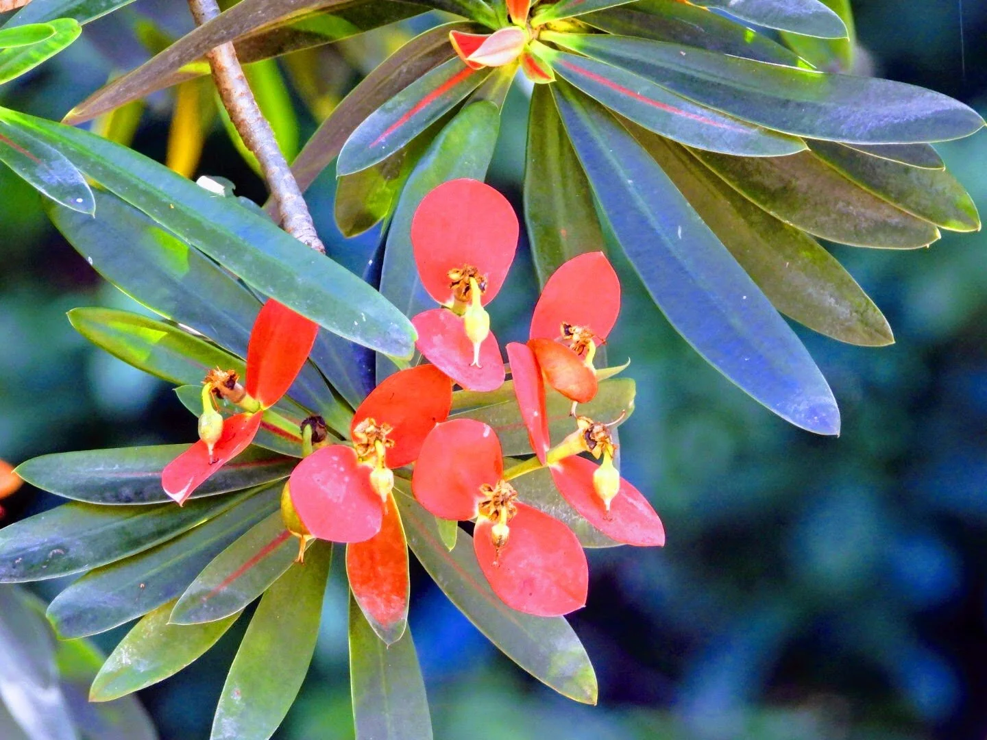 Botanical Garden in Color by Mychael X .photos 0001c.JPG