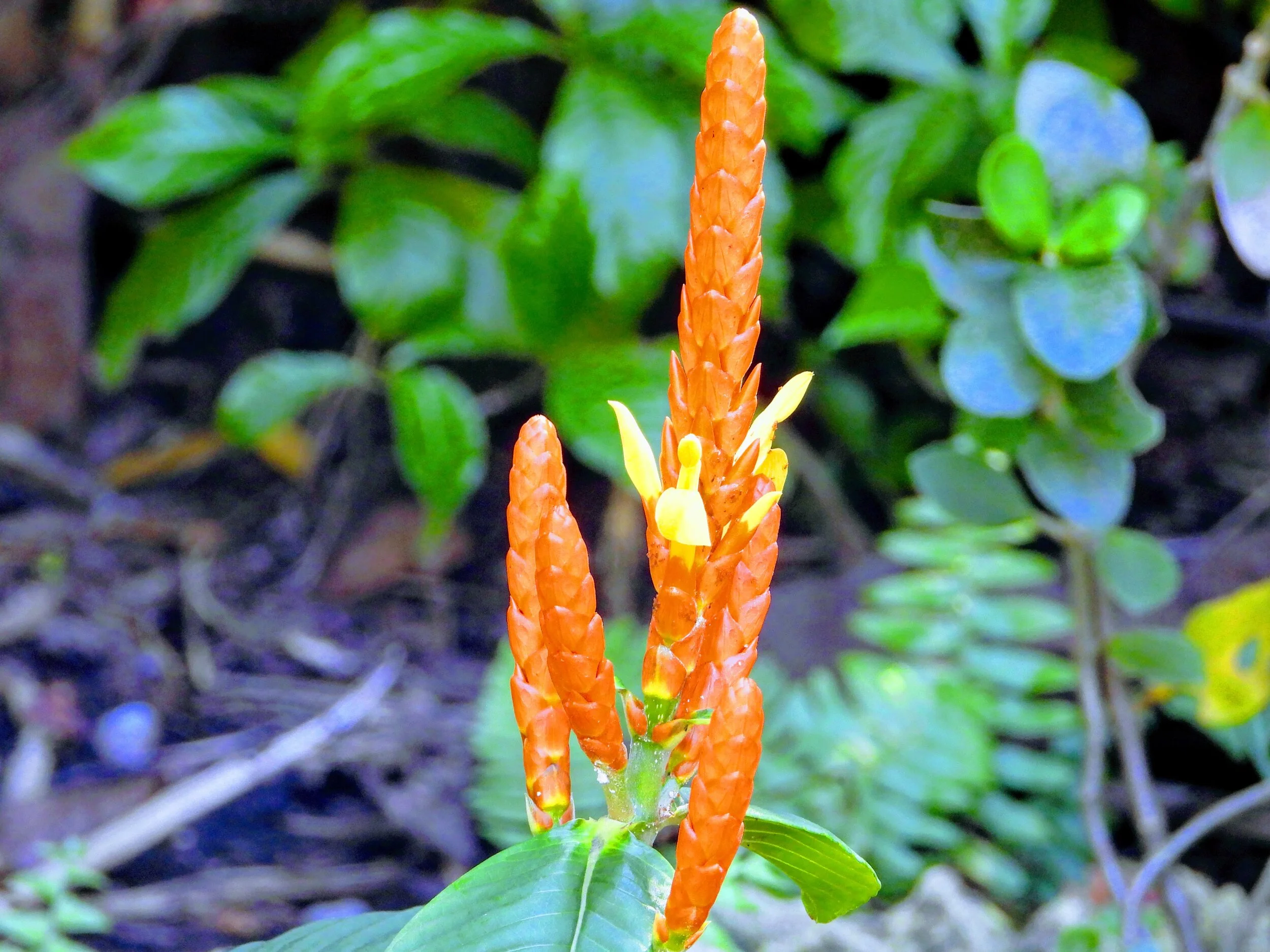 Botanical Garden in Color by Mychael X .photos 0002c.JPG