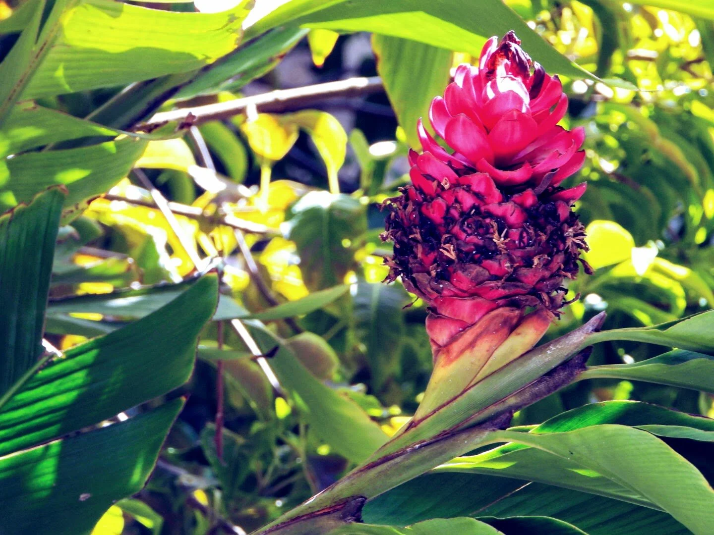 Botanical Garden in Color by Mychael X .photos 0004c.JPG