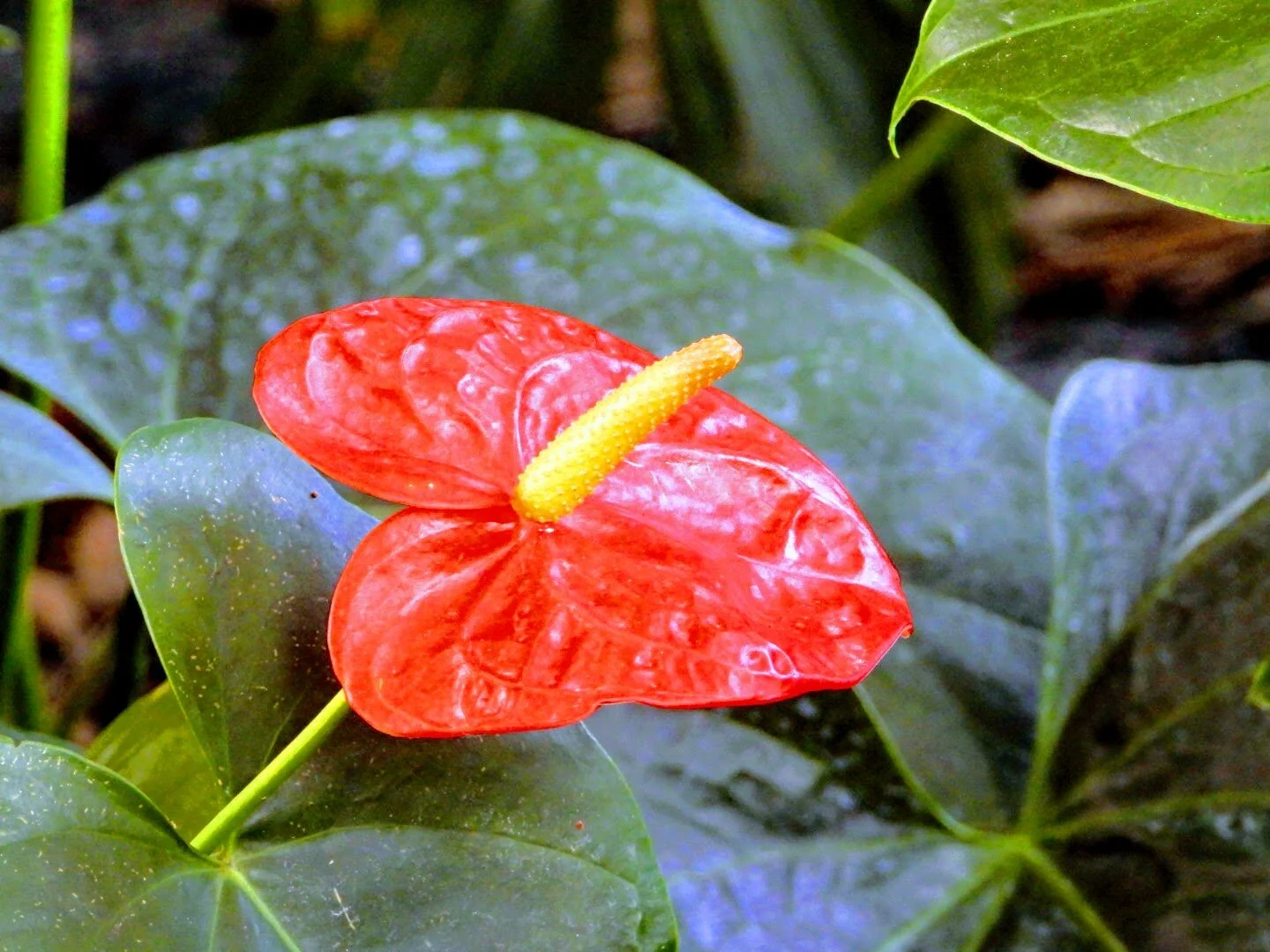 Botanical Garden in Color by Mychael X .photos 0012c.JPG