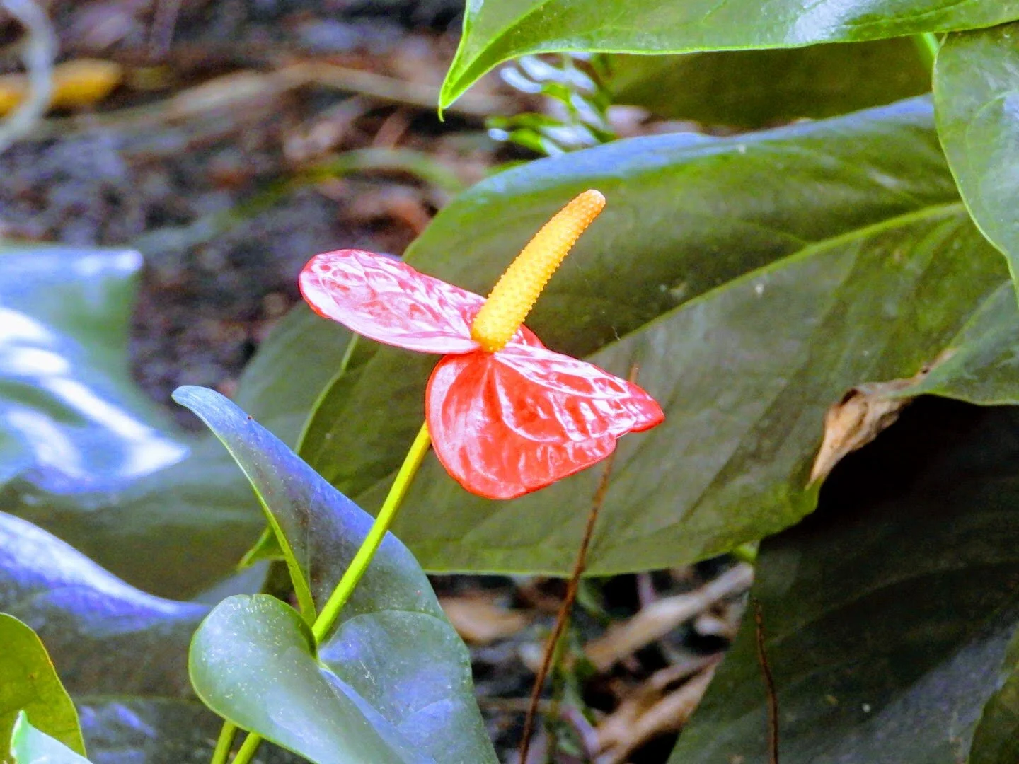 Botanical Garden in Color by Mychael X .photos 0015c.JPG