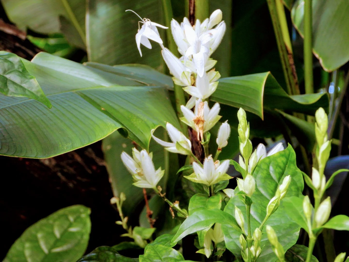 Botanical Garden in Color by Mychael X .photos 0016c.JPG