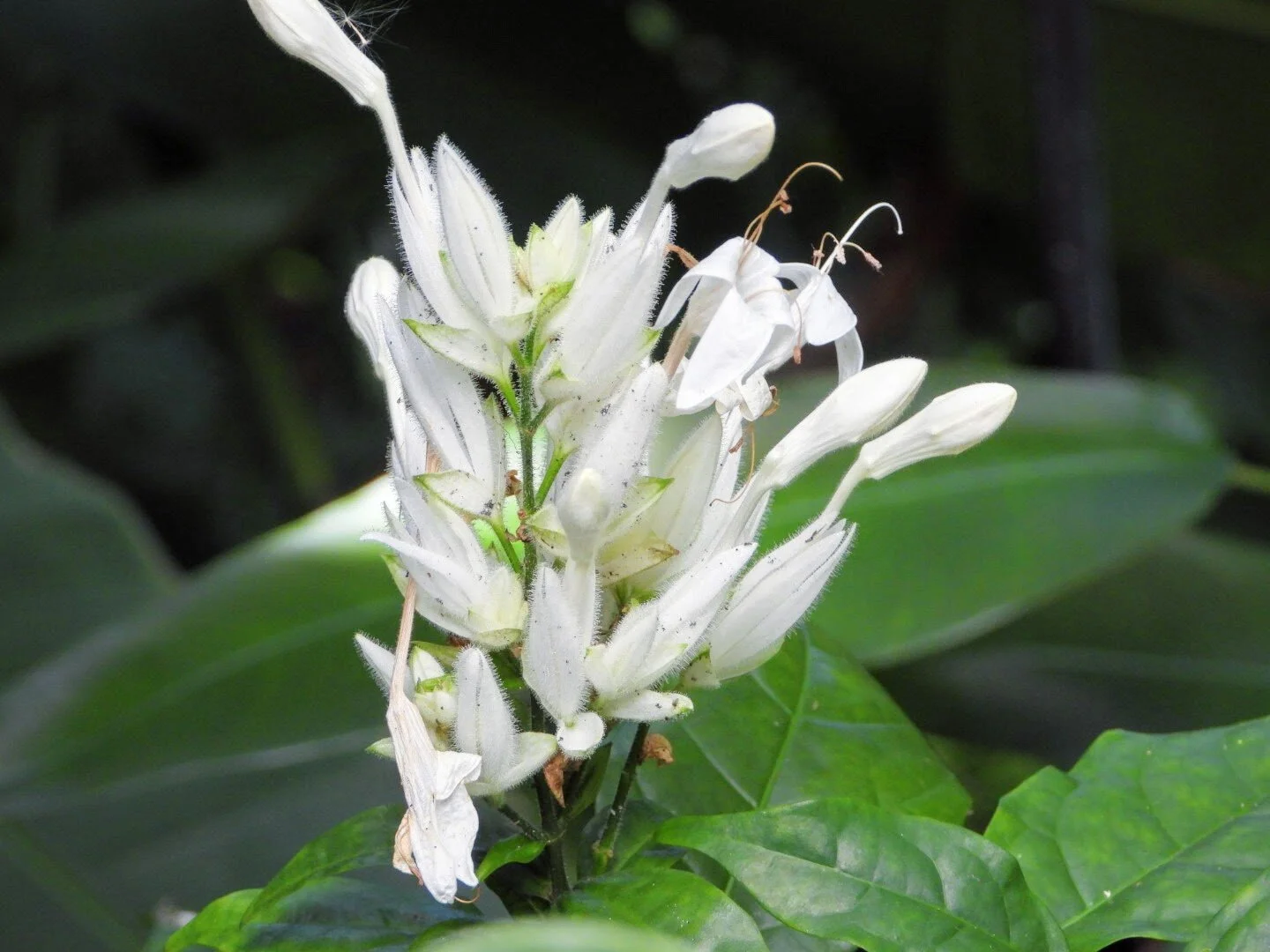 Botanical Garden in Color by Mychael X .photos 0019c.JPG