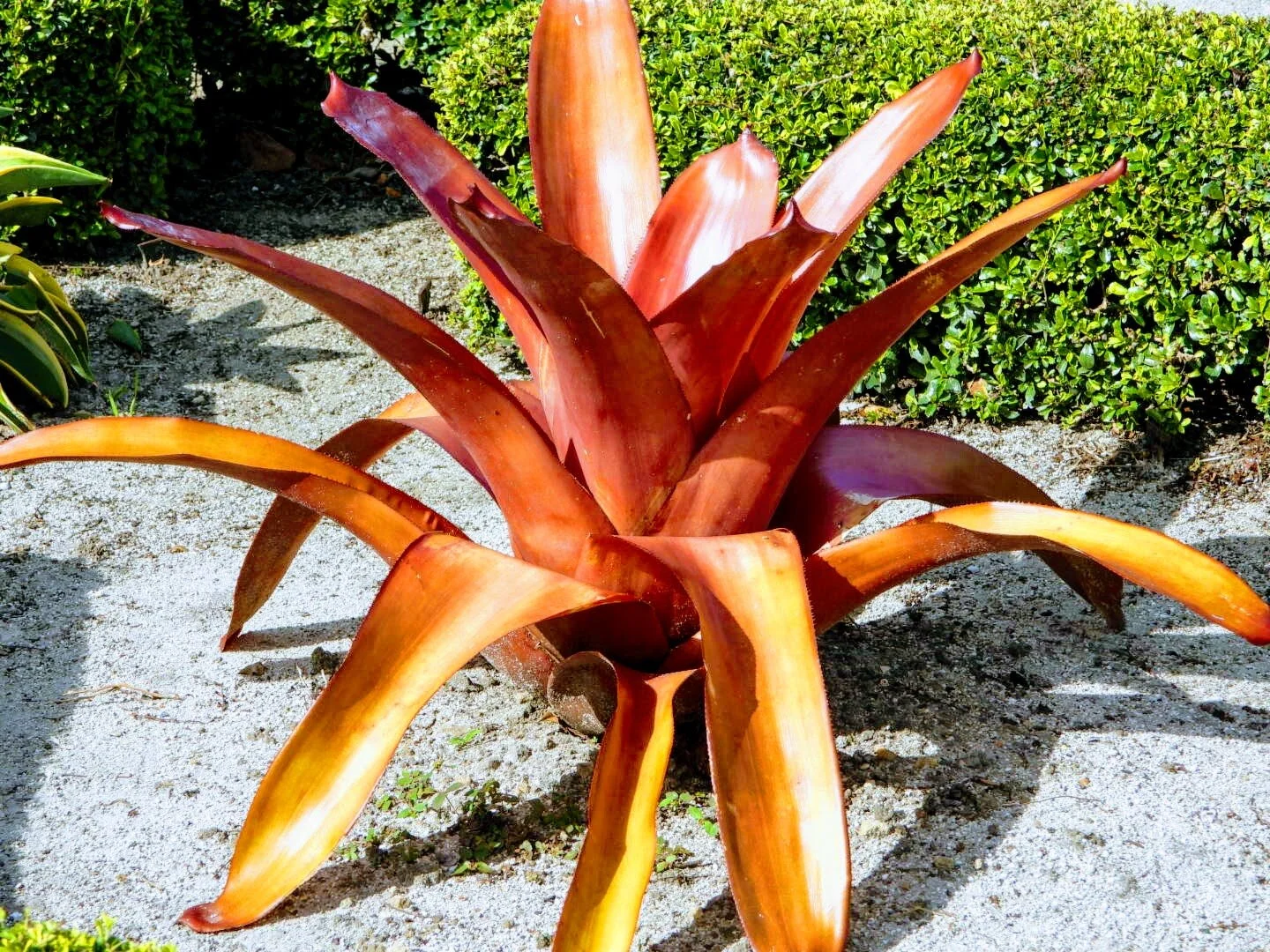 Botanical Garden in Color by Mychael X .photos 0022c.JPG