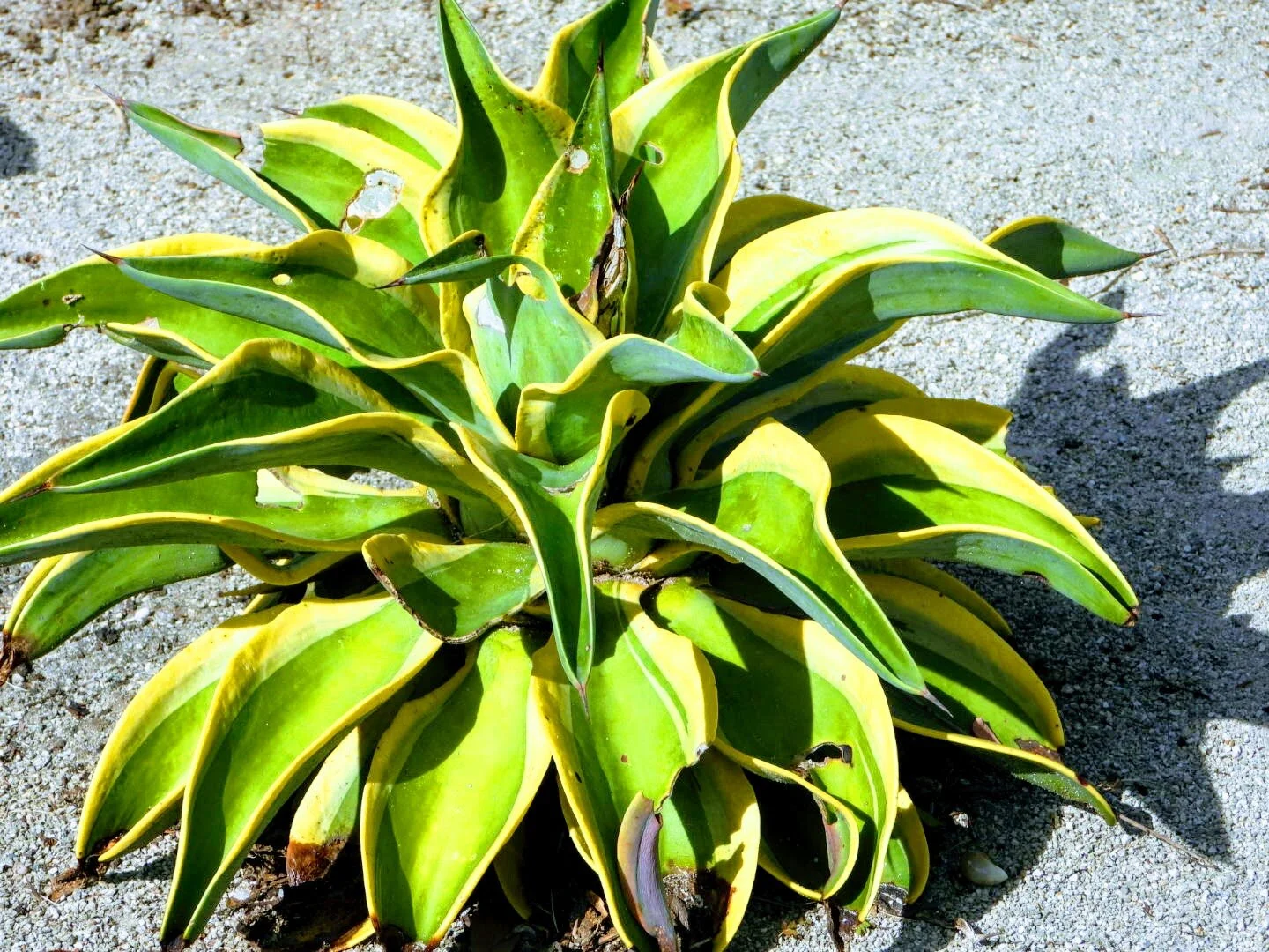 Botanical Garden in Color by Mychael X .photos 0023c.JPG