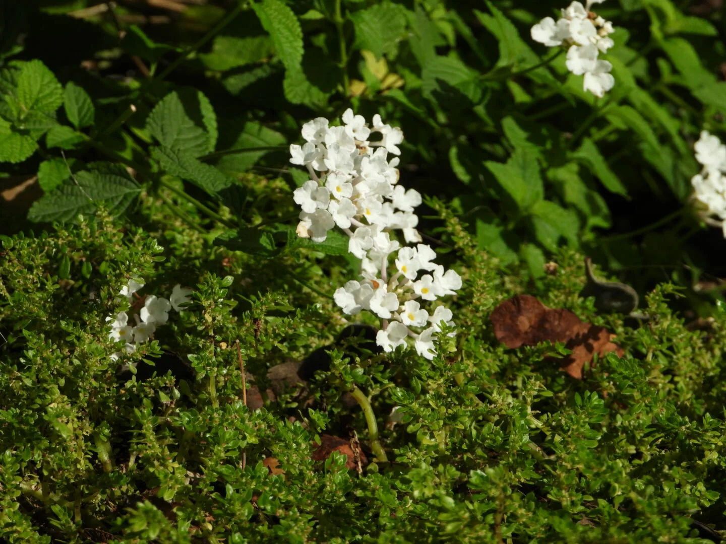 Botanical Garden in Color by Mychael X .photos 0029c.JPG