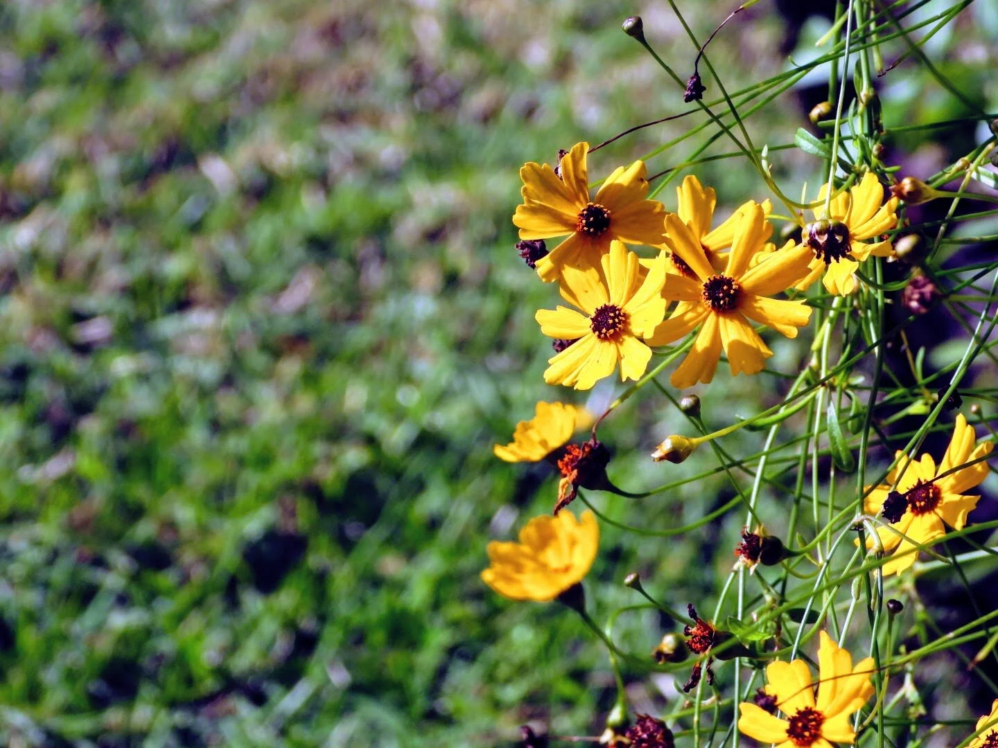 Botanical Garden in Color by Mychael X .photos 0030c.JPG