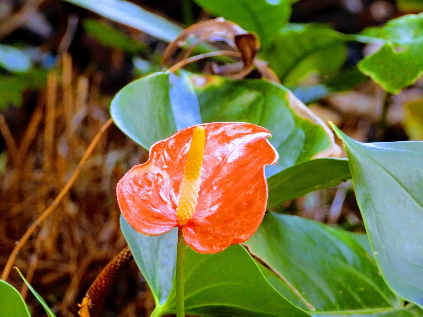 Botanical Garden in Color