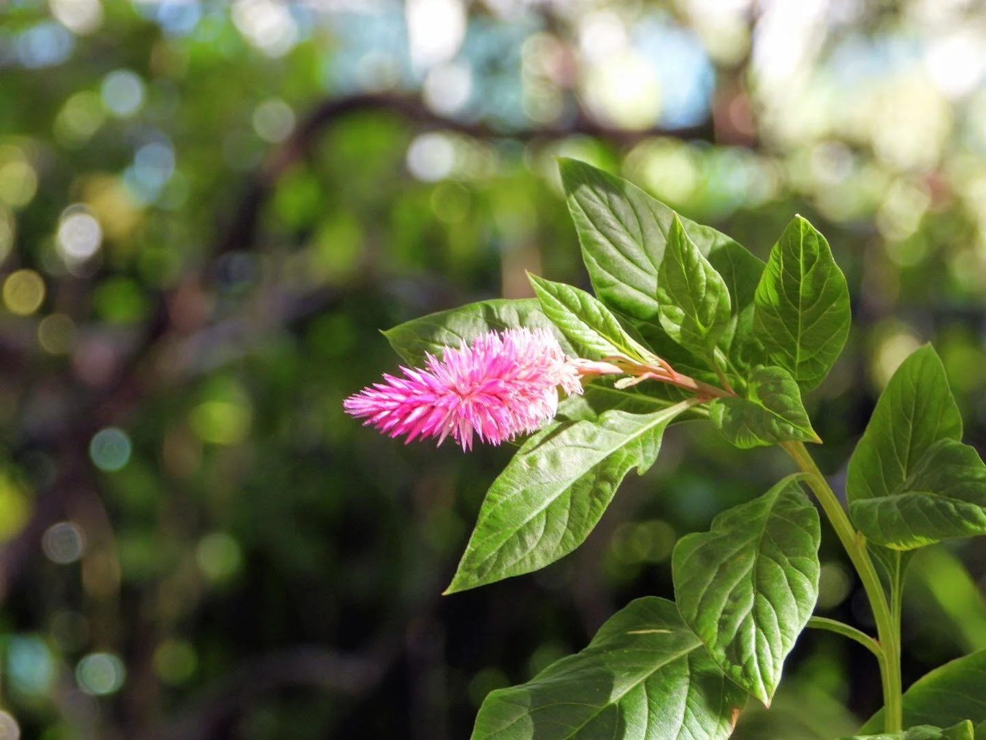 Botanical Garden in Color by Mychael X .photos 0037c.JPG