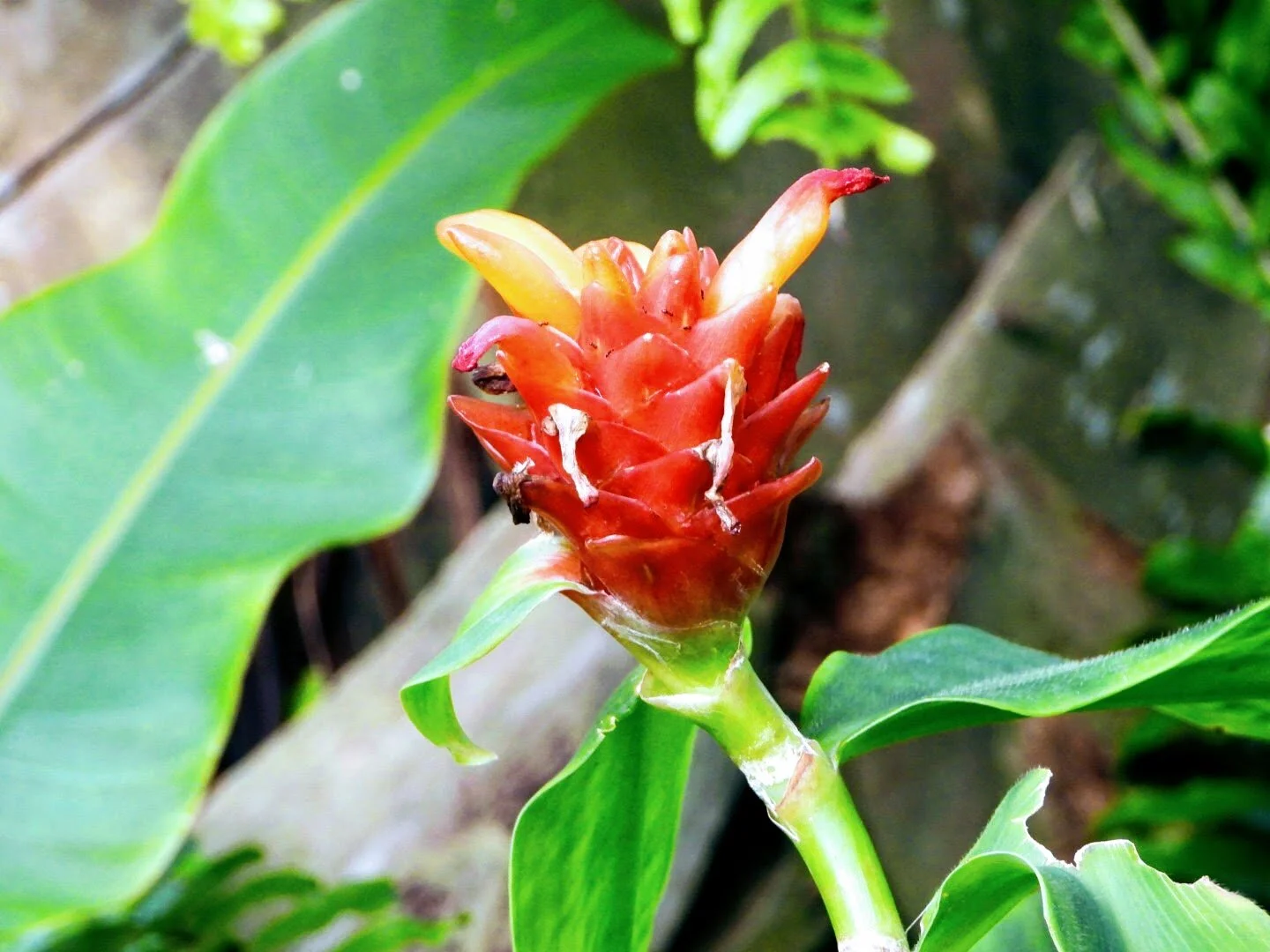 Botanical Garden in Color by Mychael X .photos 0042c.JPG