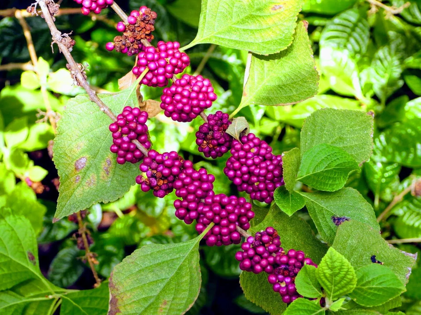 Botanical Garden in Color by Mychael X .photos 0043c.JPG