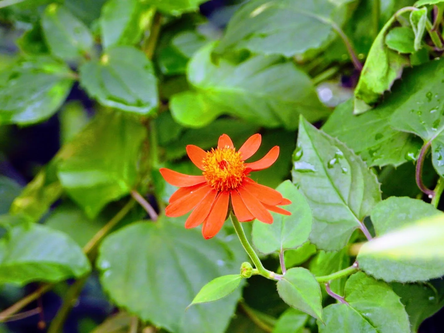 Botanical Garden in Color by Mychael X .photos 0045c.JPG